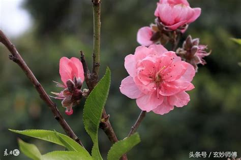 桃花枝放枕頭下|斷桃花化解爛桃花